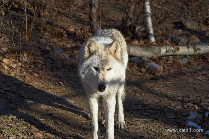 Arctic Wolf 002